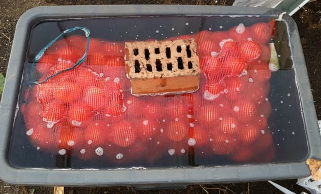 Как замачивать лук перед посадкой