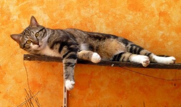 Почему коты метят в квартире и что делать, если это началось