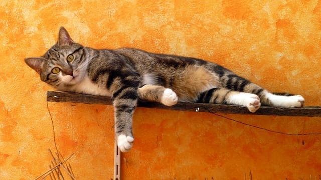 Почему коты метят в квартире и что делать, если это началось