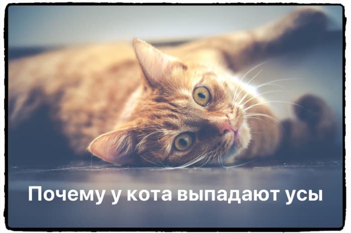 Почему у кота выпадают усы и что делать чтобы этого избежать