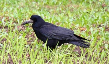 Почему птицу Грач так назвали, как она выглядит, интересные факты о грачах